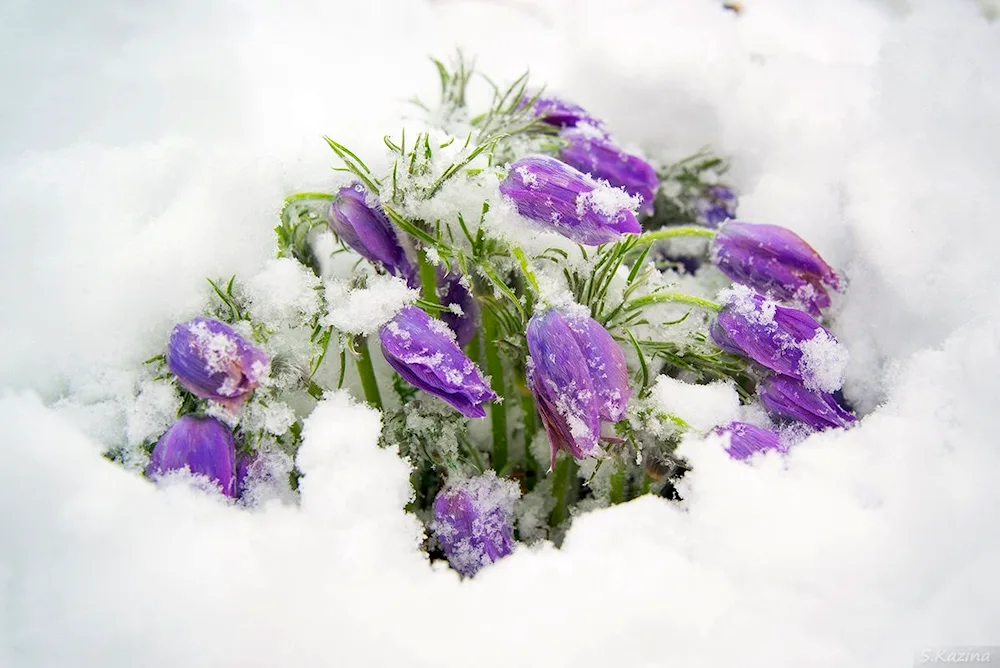 Flowers in the snow