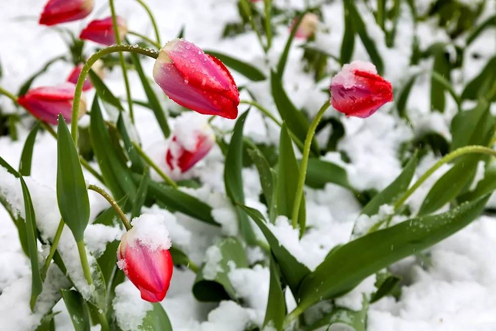 Flowers in the snow