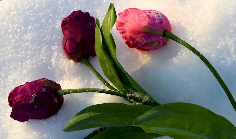 Flowers in the snow