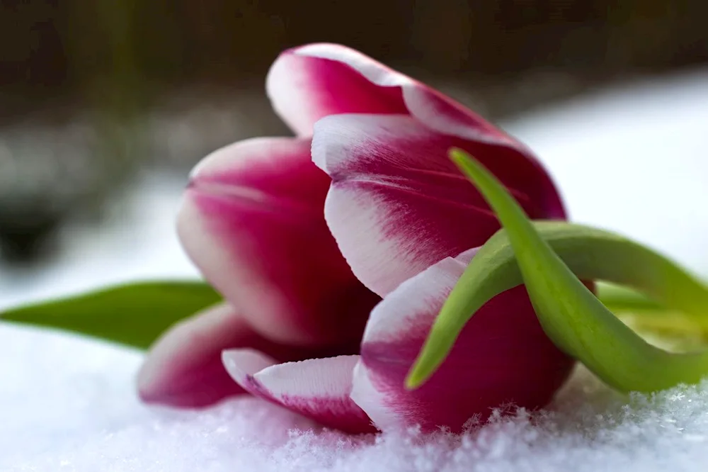 Tulips in the snow