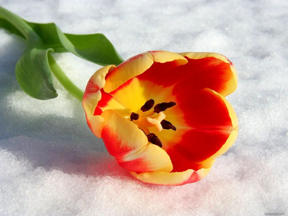 Spring tulips