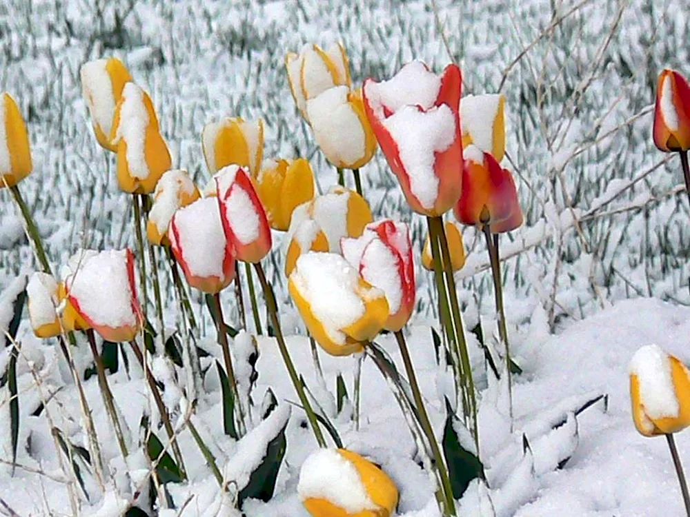 Tulips in the snow in the snow