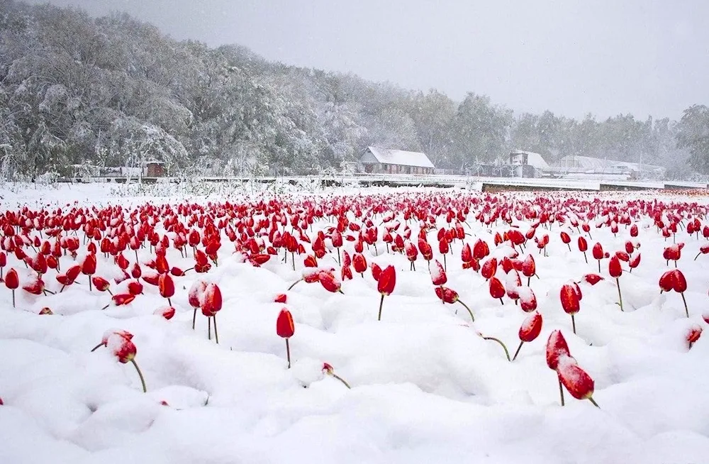 Tulips in the snow