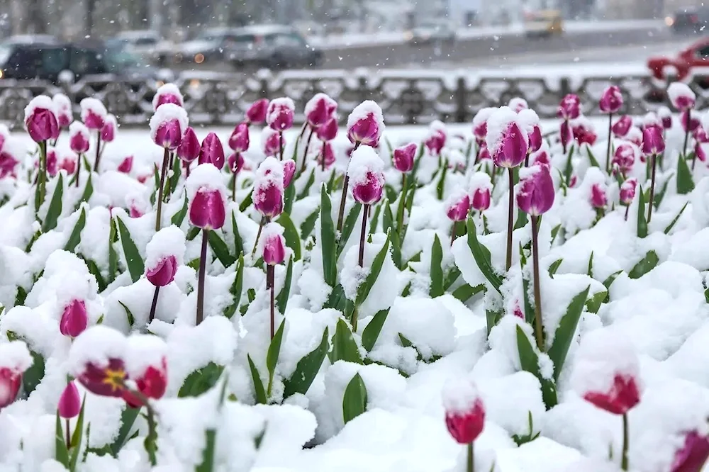 Tulips in the snow