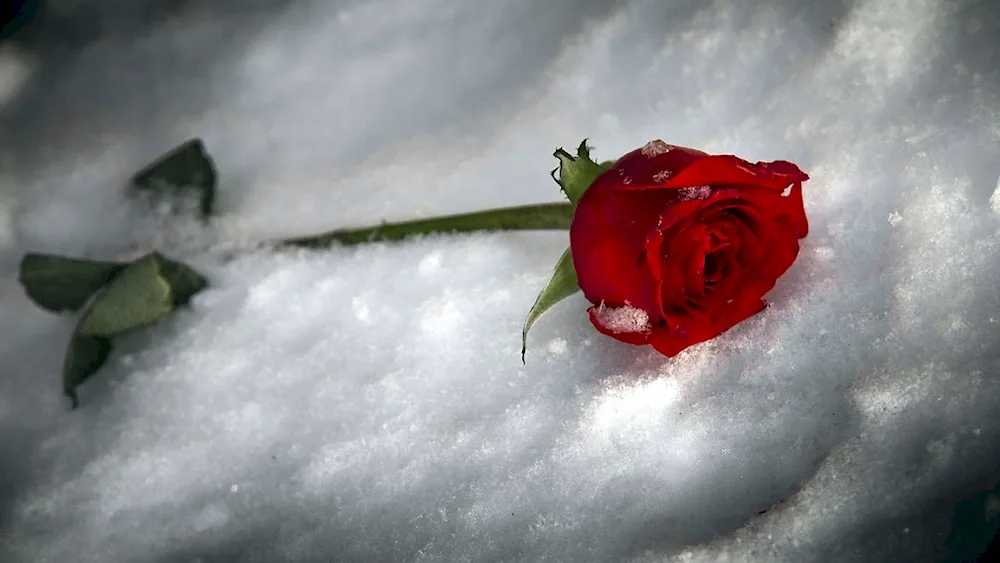 Flowers in snow