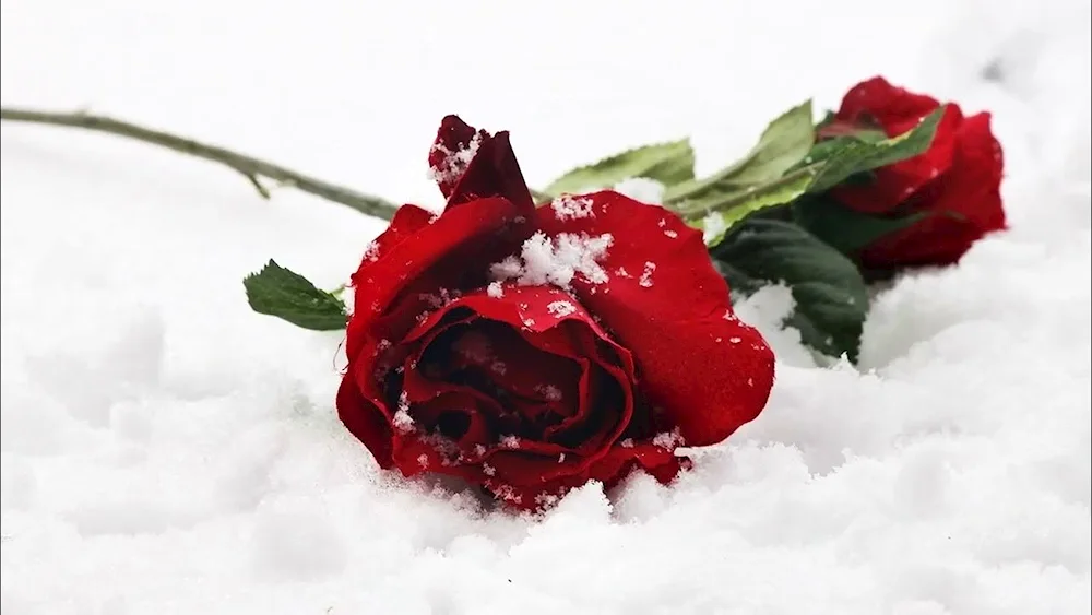 Flowers in the Snow