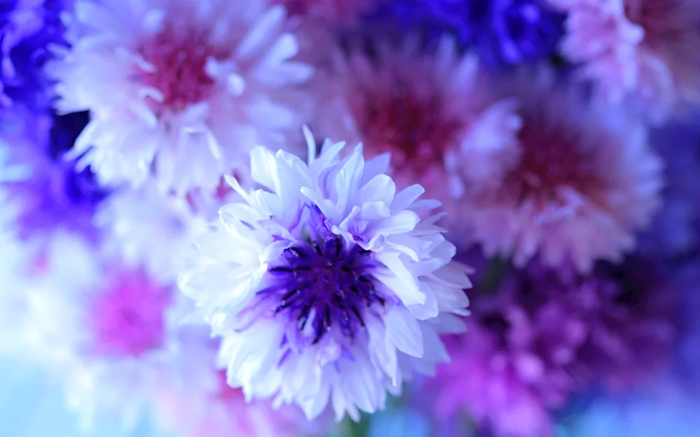 Flowers Cornflower