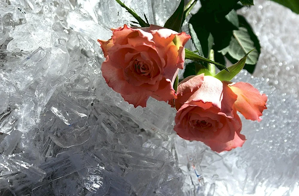 Flowers in the ice