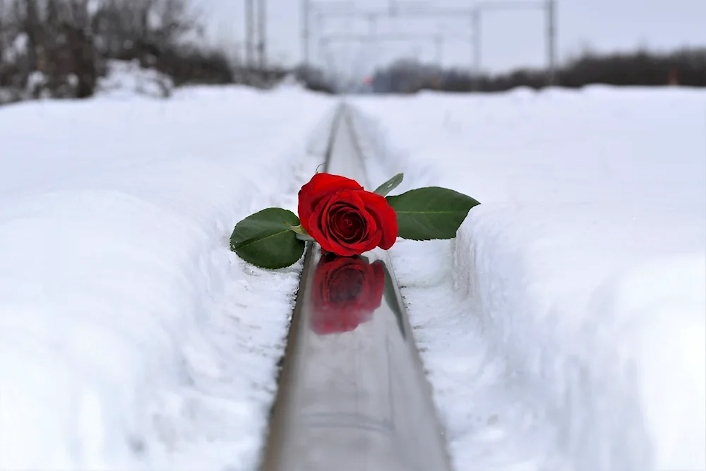 Winter flowers