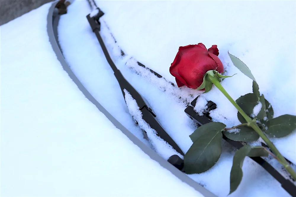 Winter flowers