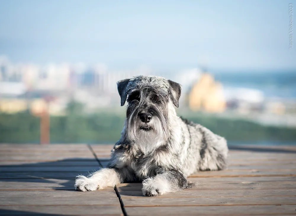 Swinger Schnauzer