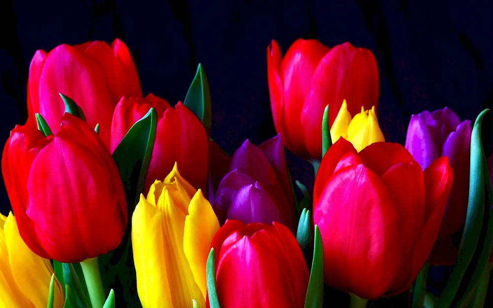 Libridge tulips