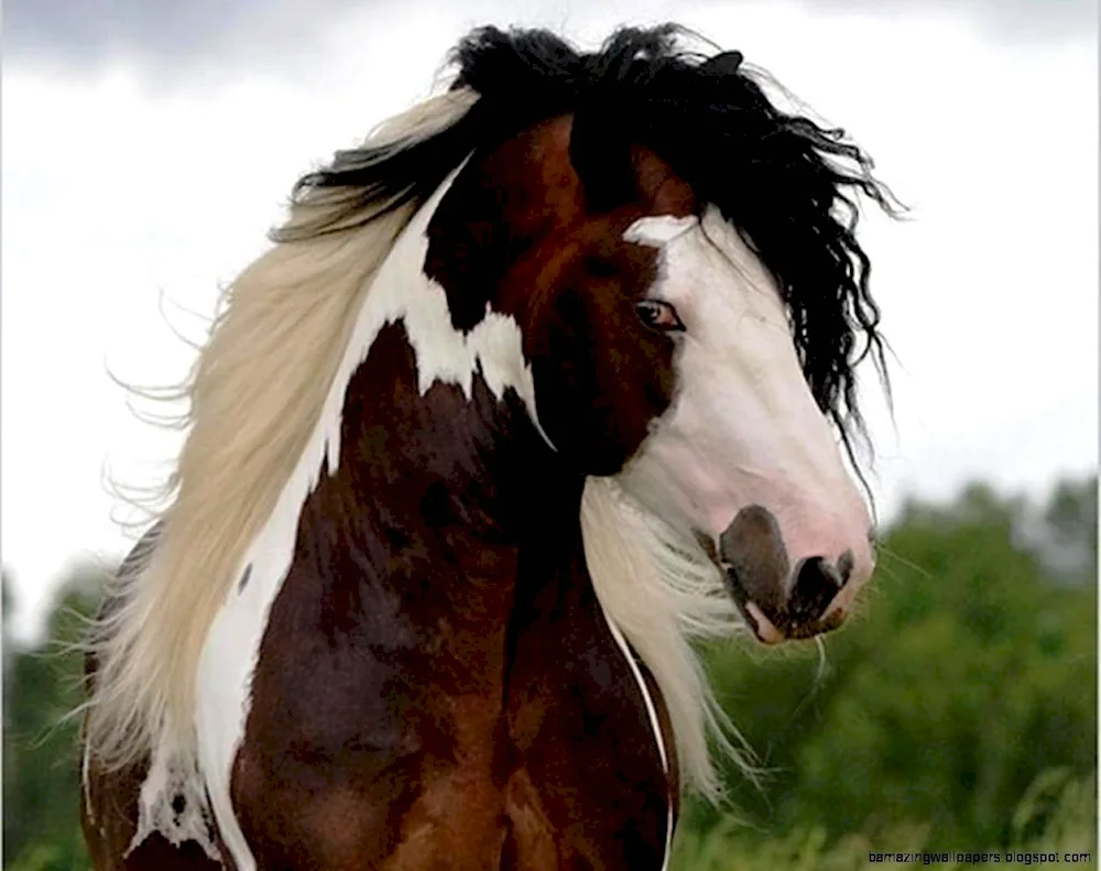 Gypsy Harness Horse