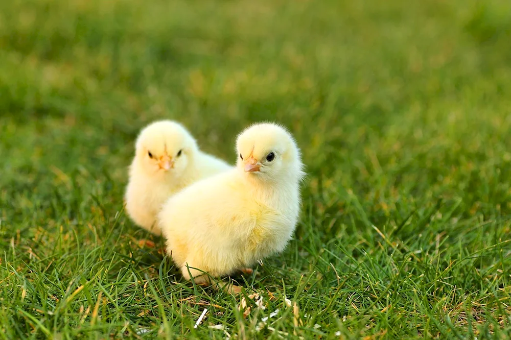 Ducklings