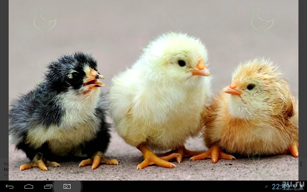 Chickens