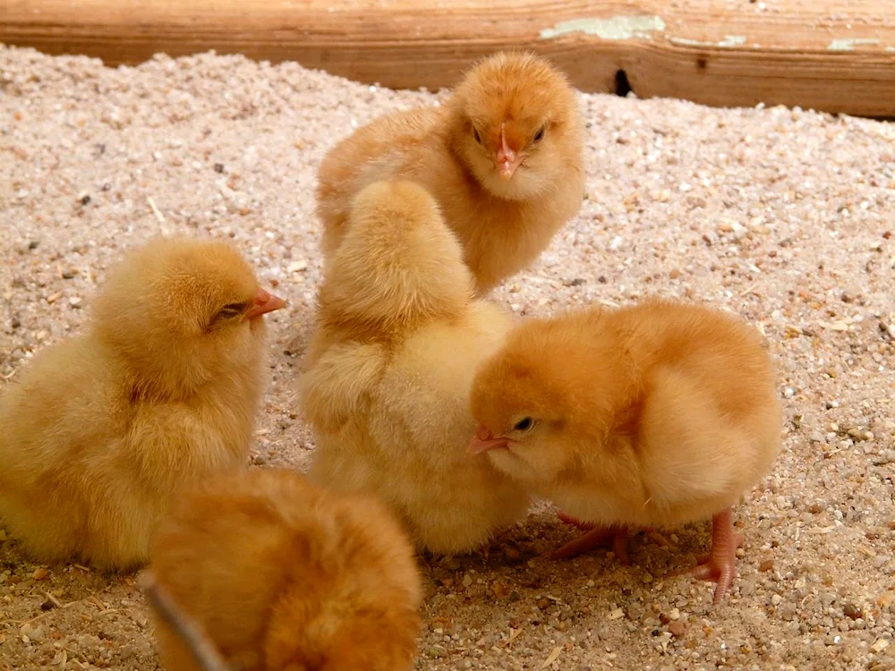 Different coloured chickens