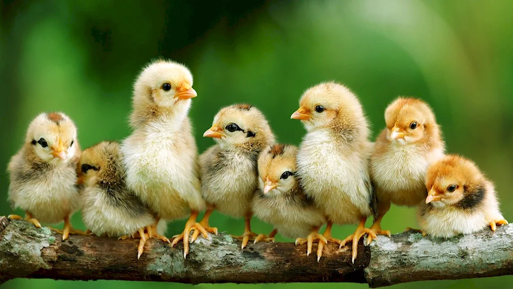 Leghorn hens