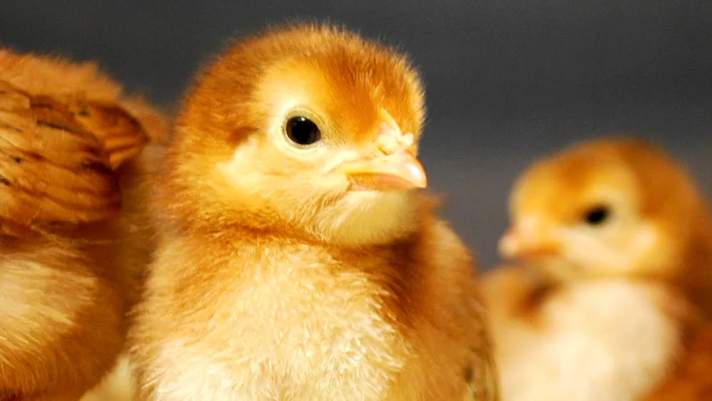 Dwarf chickens