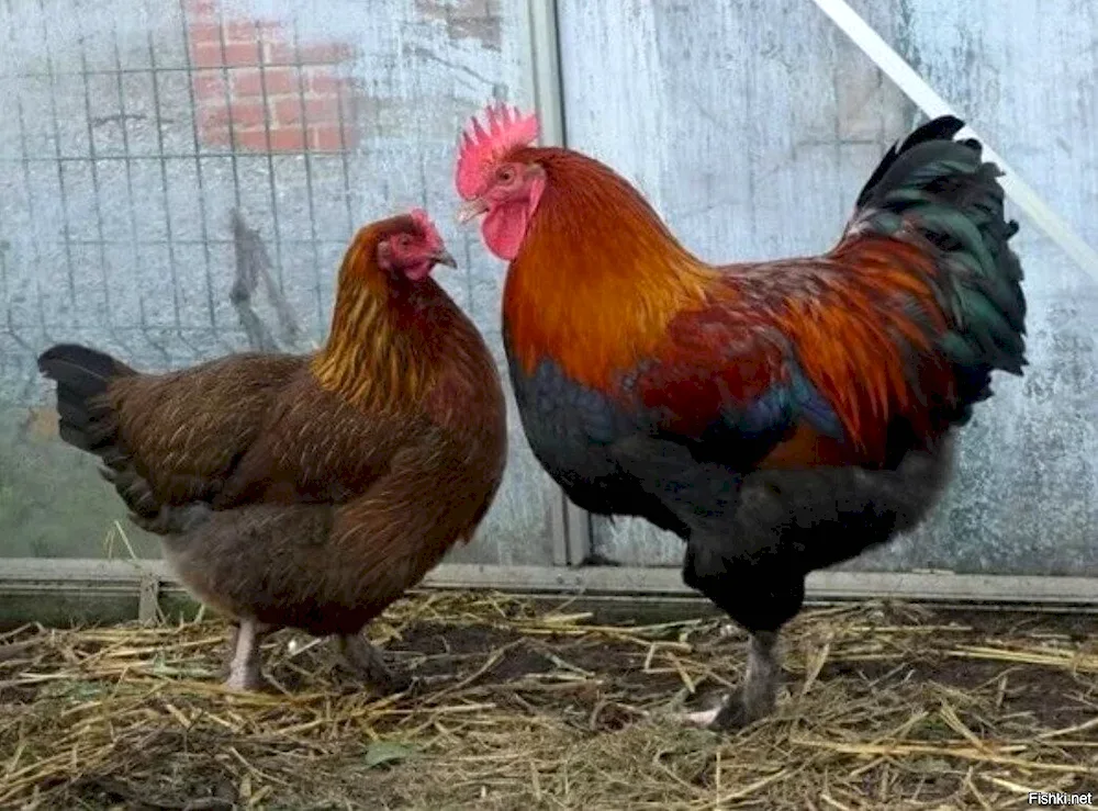 Maran hens