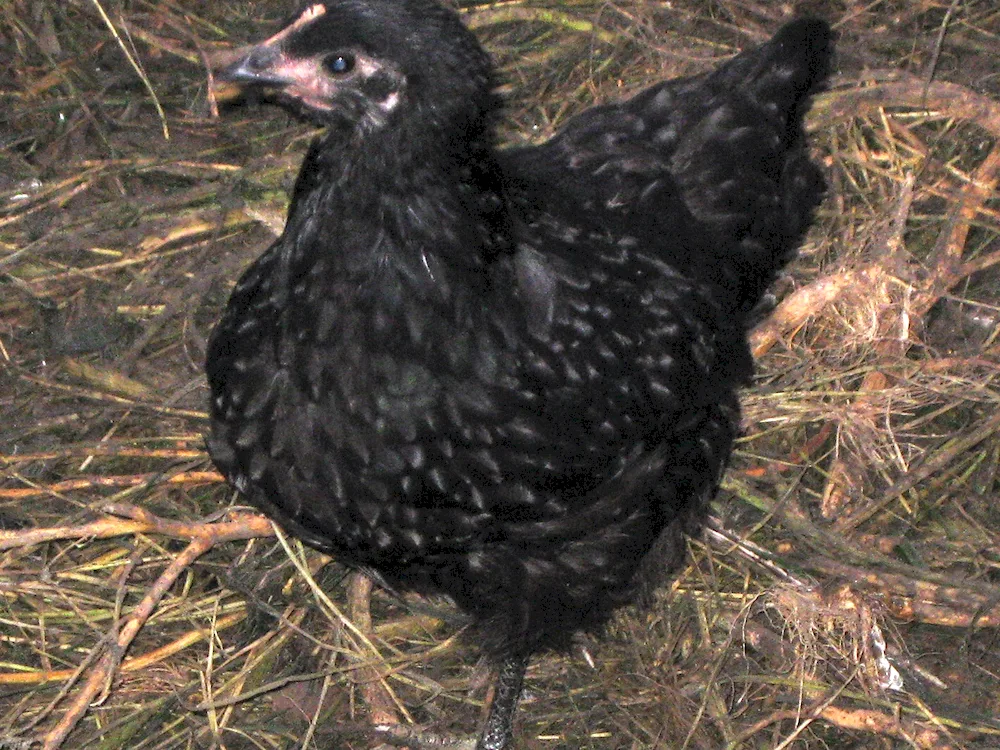 Ayam Tsemani chicks Tsemani