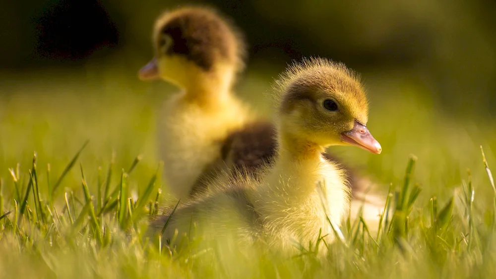 Chickens ducklings goslings