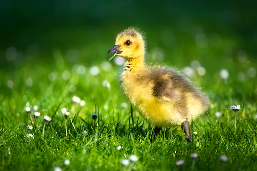 Cherry Welly ducklings