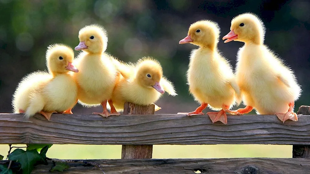 Mulard duck chicks