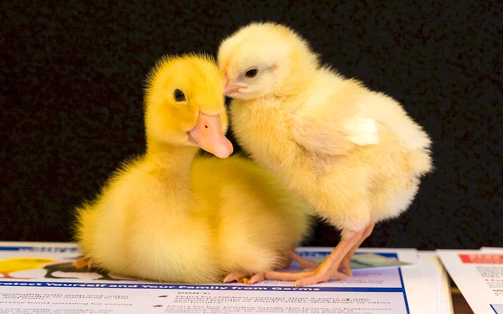 Chickens ducklings goose