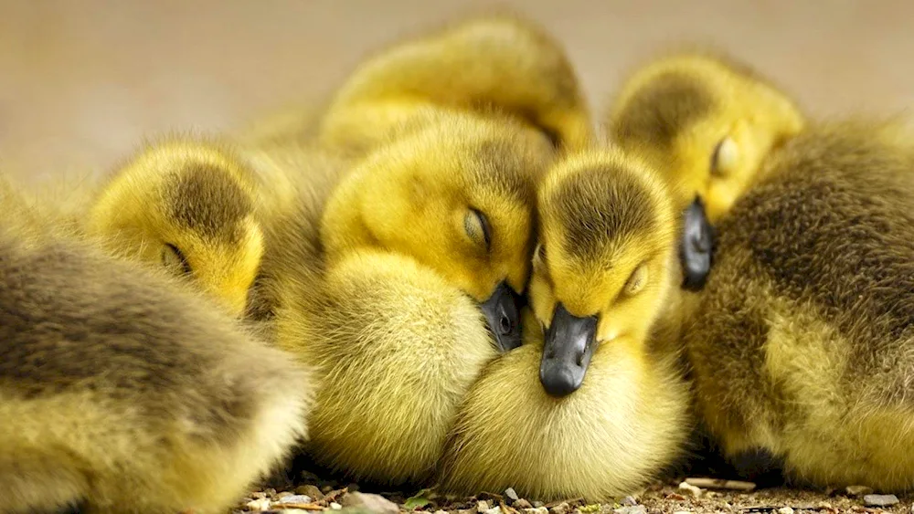 Cute ducklings