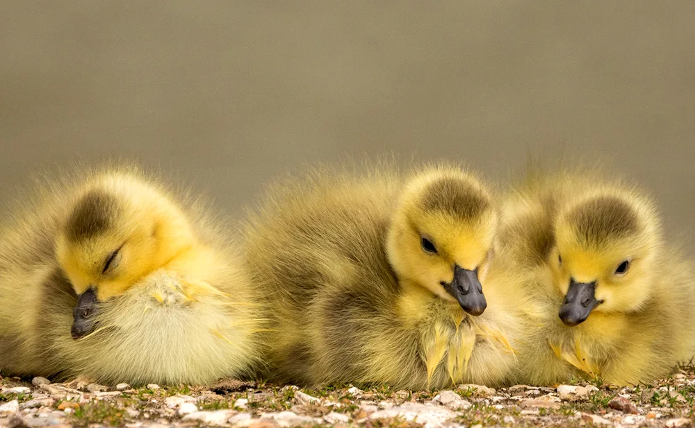 Chick duckling goose chicks