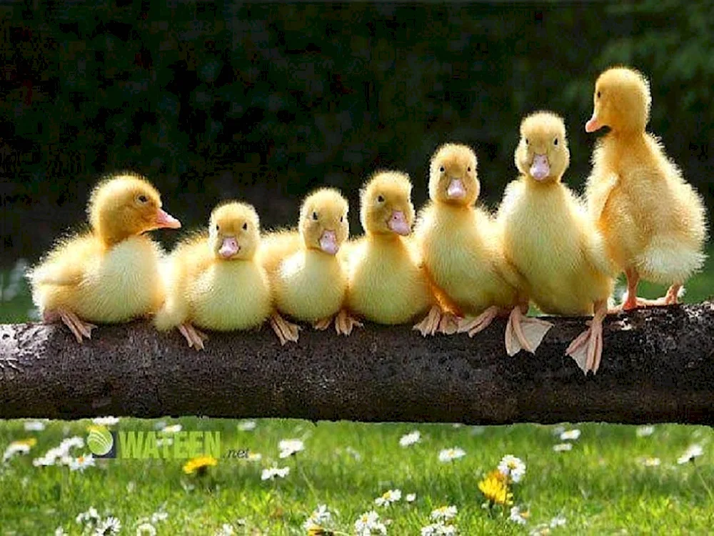 Yellow Duckling