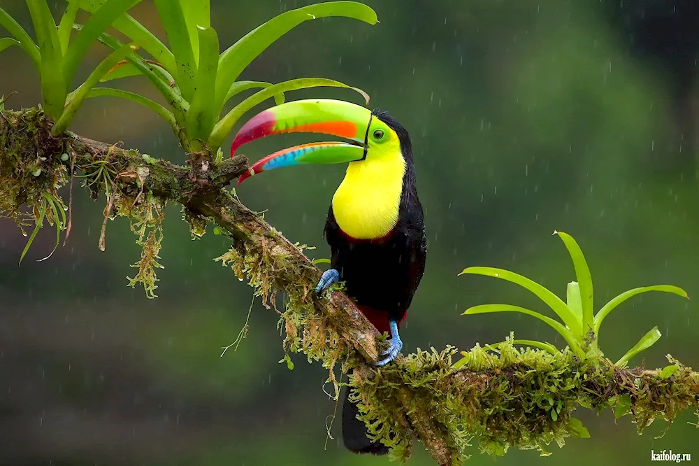 Tropical parrot