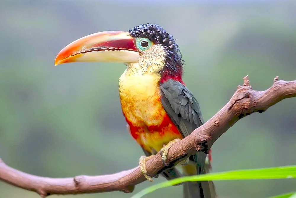 Toucan arazari