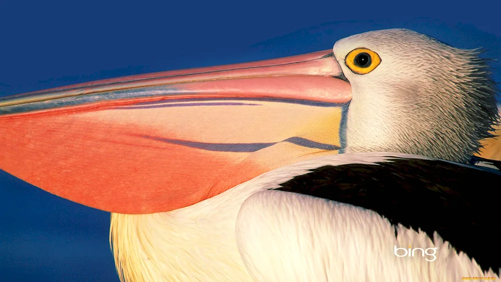 Toucan and Pelican