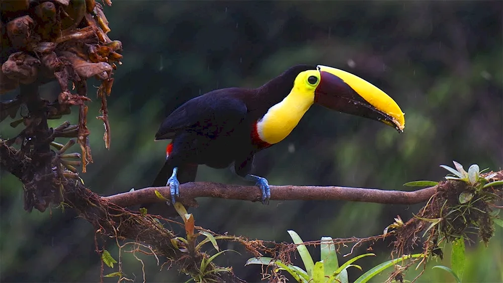 Toucan of Costa Rica