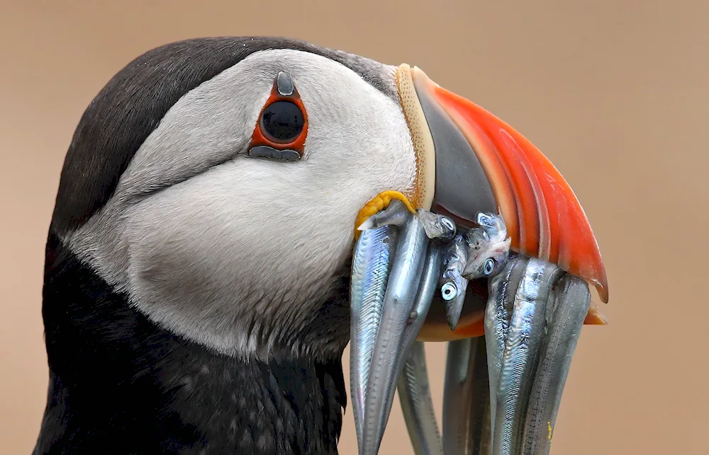 Bird with long nose