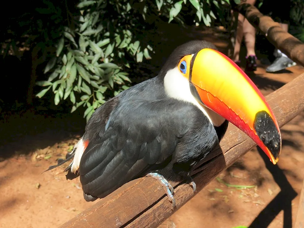 Ara parrot in the Zoo