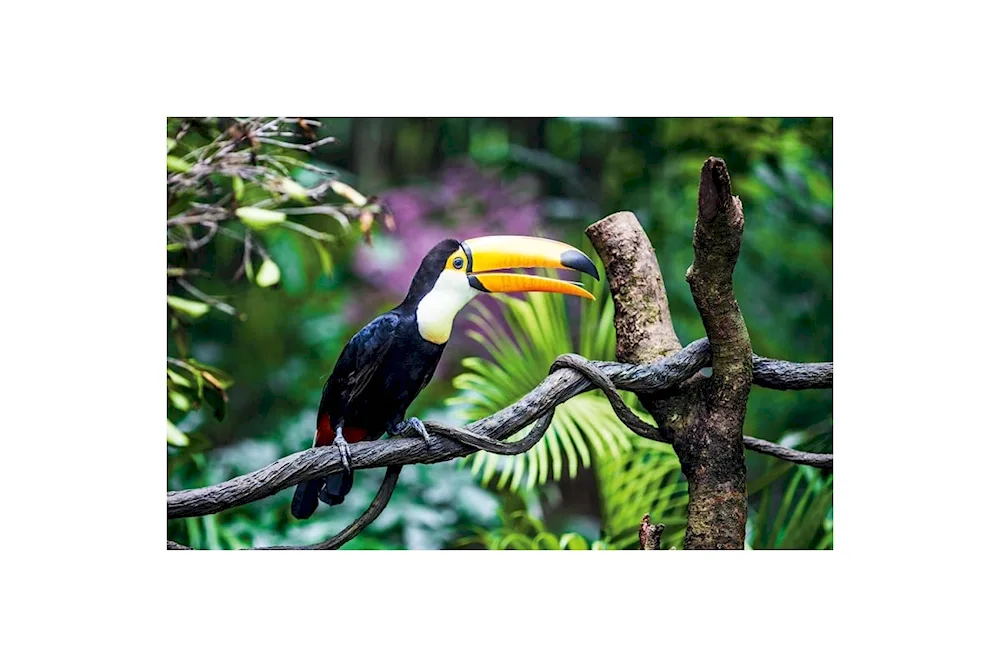 Toucan bird