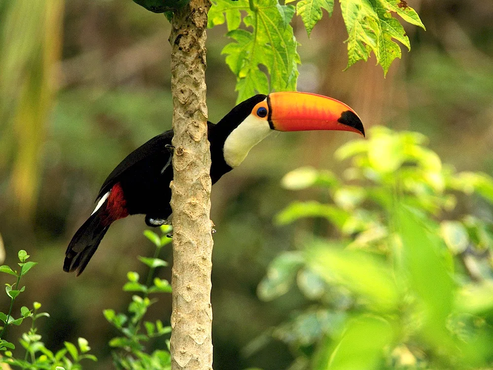 Birds of the South American countryside