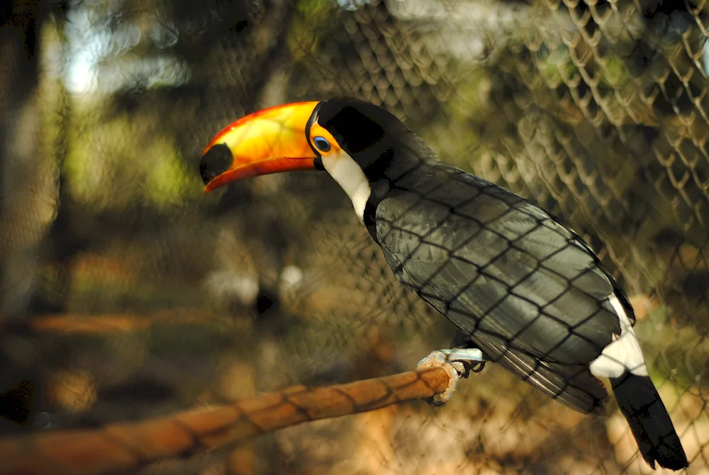 Toucan in the zoo