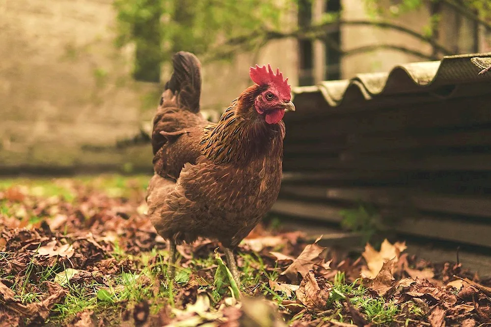Chicken