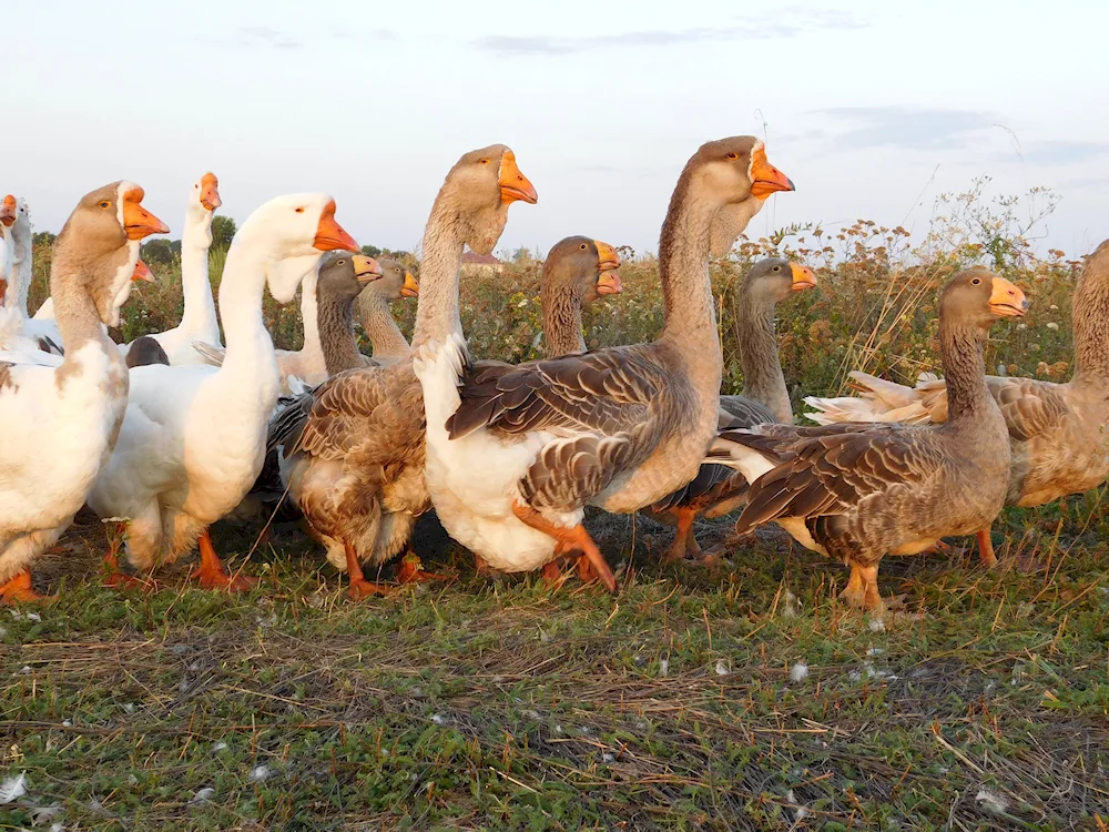 Toulouse geese