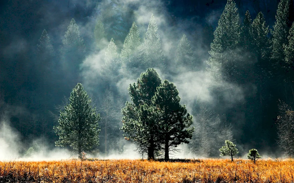 Foggy forest