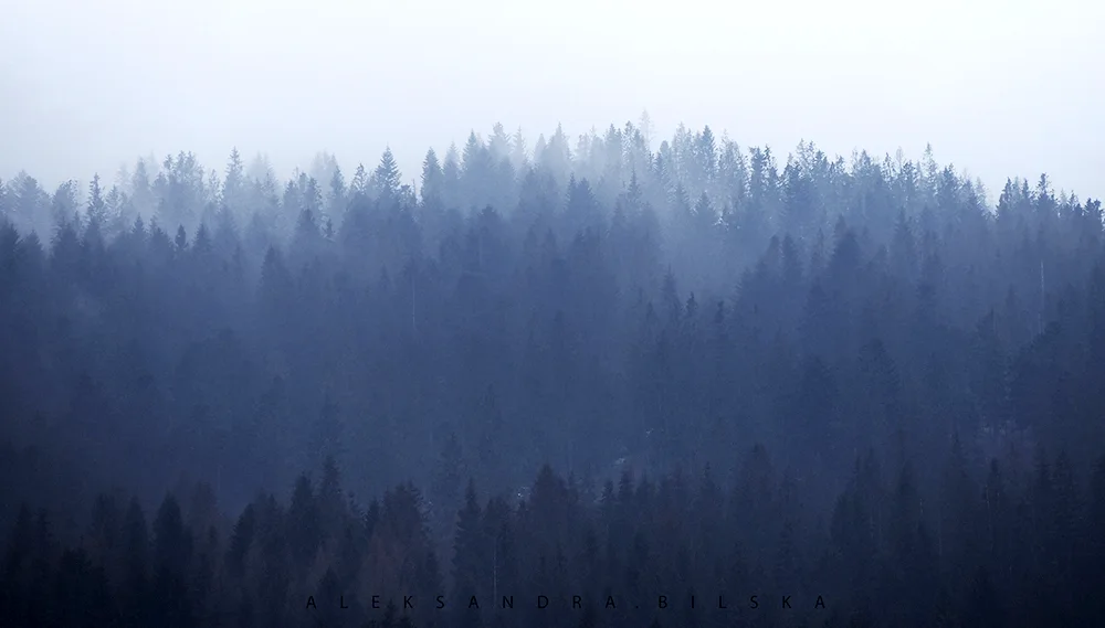 Foggy forest