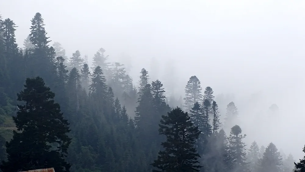 Foggy forest