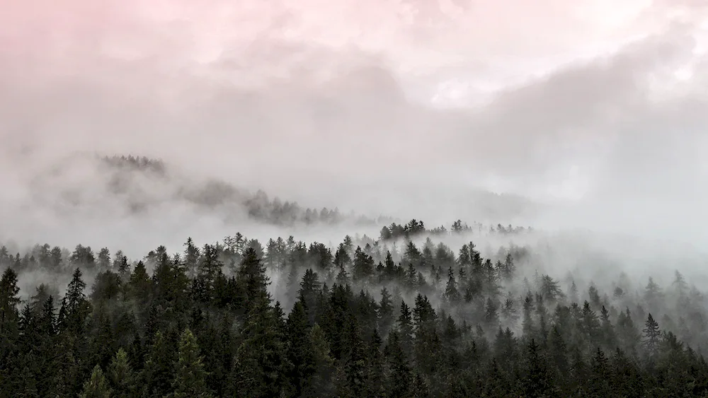 Foggy forest Taganai