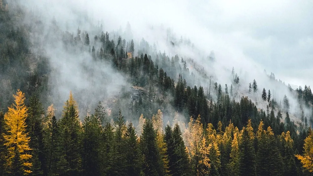 Misty Forest foggy forest