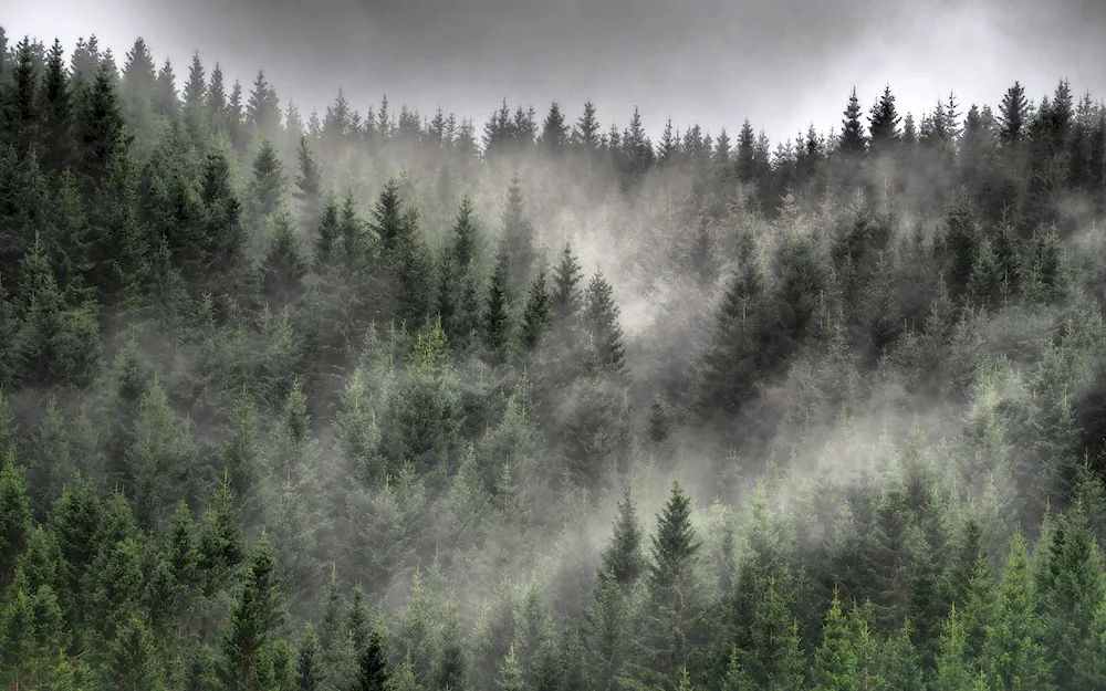 Foggy forest Taganai