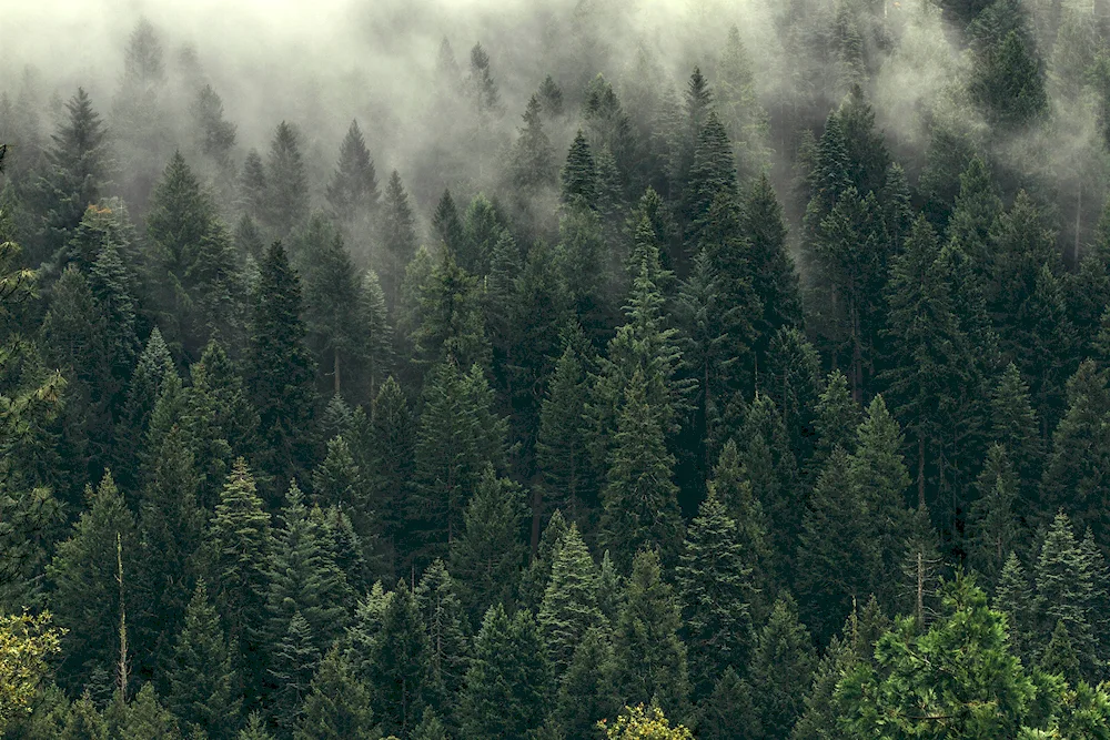 Foggy forest Taganai