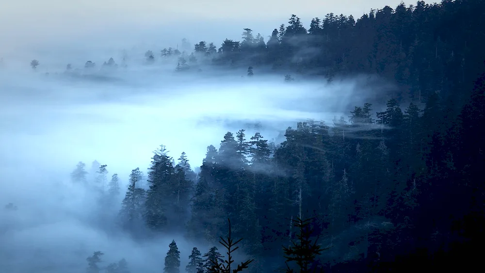 Foggy forest Taganai